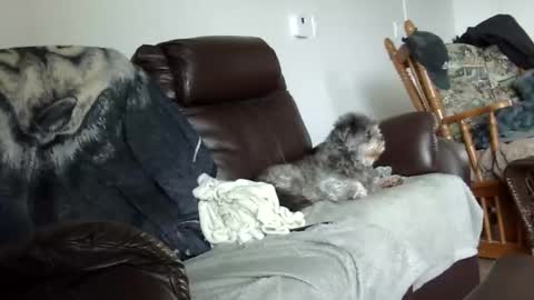 Snapshot of 66bear chatting on December 21, 2025, 2:02 pm 66bear online show from December 21, 2025, 2:02 pm