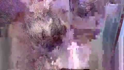 69bidam online show from December 14, 2025, 2:11 pm