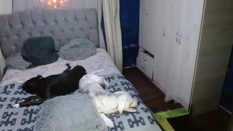 _azalea_65 online show from September 11, 2025, 2:55 am