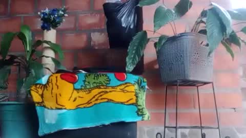 _tarek_ online show from October 24, 2025, 10:17 pm