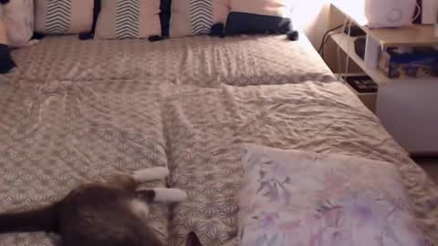 Snapshot of alessandra_foxy chatting on February 28, 2025, 2:20 pm Sandra online show from February 28, 2025, 2:20 pm