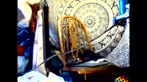 ambionce online show from May 19, 2026, 8:42 am