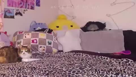 amia mia online show from January 14, 2026, 7:58 am