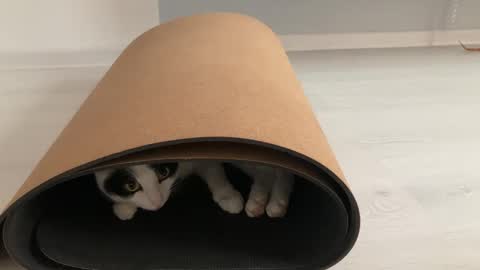 N  antics online show from October 12, 2025, 8:57 am