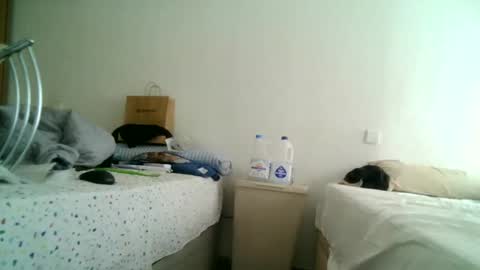 Snapshot of apixaba chatting on March 11, 2025, 12:50 pm furry bear online show from March 11, 2025, 12:50 pm