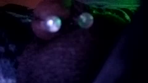 Snapshot of bcfalcon69 chatting on July 30, 2026, 3:27 am bcfalcon69 online show from July 30, 2026, 3:27 am
