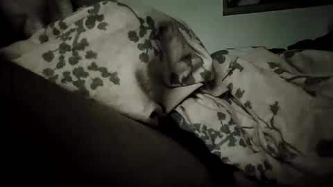 Snapshot of bomberto33 chatting on February 19, 2026, 9:11 pm Bomberto online show from February 19, 2026, 9:11 pm