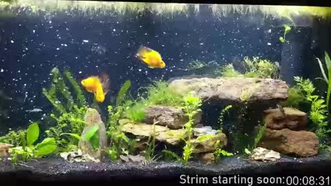 Booker Baxton online show from October 1, 2025, 3:01 am