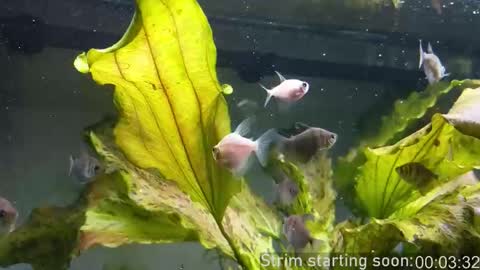 Booker Baxton online show from October 15, 2025, 3:06 am