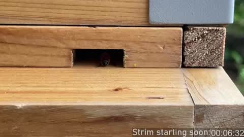 Booker Baxton online show from April 5, 2026, 3:04 am