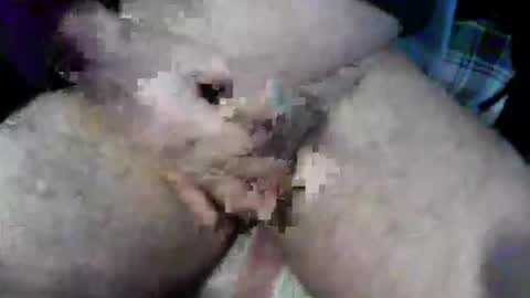 bossram160 online show from October 9, 2025, 9:18 am