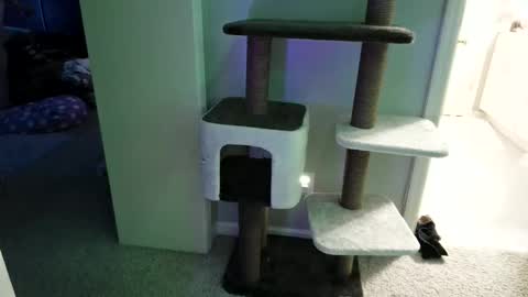 cammyman6900 online show from May 12, 2026, 4:31 am