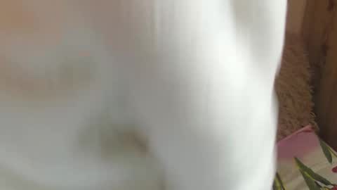 Snapshot of candylady13 chatting on December 14, 2024, 11:39 am say meow and send tips online show from December 14, 2024, 11:39 am