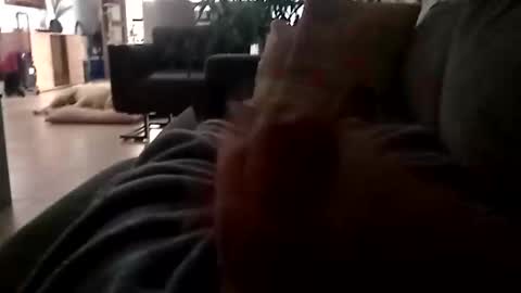 carlitito1 online show from November 23, 2025, 7:08 am