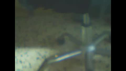 castells online show from February 10, 2026, 4:44 pm