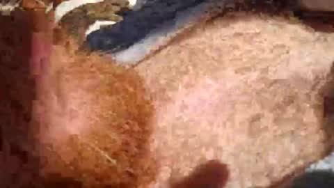 cody_phoenix online show from October 11, 2025, 2:26 pm