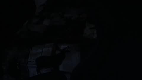 cooley77701 online show from February 5, 2026, 10:42 am