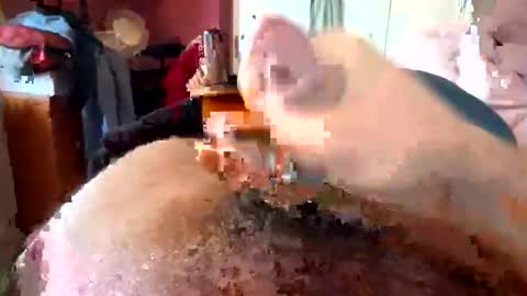 currocll online show from October 6, 2025, 8:01 am