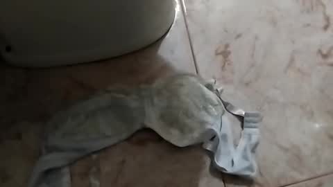 dthedog12 online show from September 24, 2025, 12:52 pm