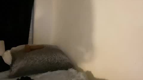 this is justice tricia a bigelow. she was fucking my husband tom girardi online show from February 3, 2026, 8:41 am