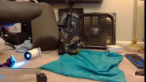 Snapshot of feralasf chatting on October 6, 2025, 6:00 am FE fee online show from October 6, 2025, 6:00 am