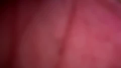 ForbiddenAlpha online show from May 13, 2026, 11:44 pm