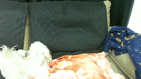 Snapshot of gabibrasil chatting on January 13, 2025, 3:56 am gaby layla online show from January 13, 2025, 3:56 am