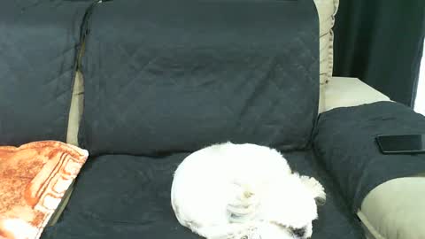 Snapshot of gabibrasil chatting on January 21, 2025, 9:36 pm gaby layla online show from January 21, 2025, 9:36 pm