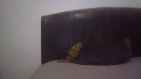 goodcock12345 online show from February 19, 2025, 6:55 am