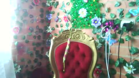 HANMy Dears make sure to follow me here create a FREE account if you dont have one and chat thank you. online show from December 25, 2024, 5:05 pm