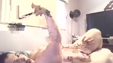 Snapshot of hazelbasil32728 chatting on October 30, 2025, 7:25 pm hazelbasil32728 online show from October 30, 2025, 7:25 pm