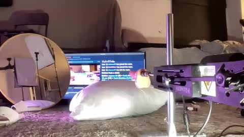 LockedThug online show from December 15, 2025, 5:01 am