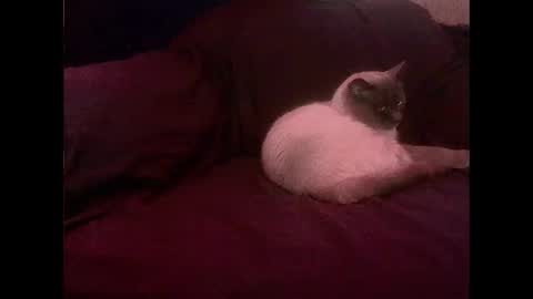 Snapshot of hopps28 chatting on March 1, 2025, 10:13 am hopps28 online show from March 1, 2025, 10:13 am