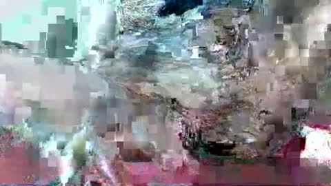 Snapshot of hornydrop_ chatting on September 30, 2025, 11:15 am hornydrop_ online show from September 30, 2025, 11:15 am