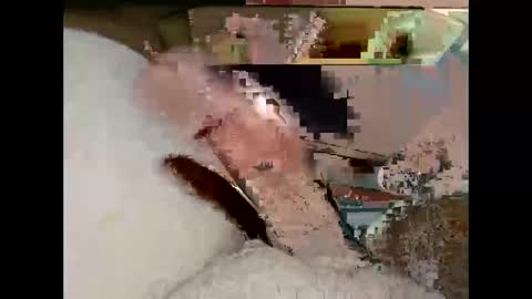 hung_mac0 online show from March 19, 2026, 7:18 pm