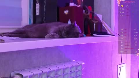 Aysi online show from March 6, 2026, 3:08 pm