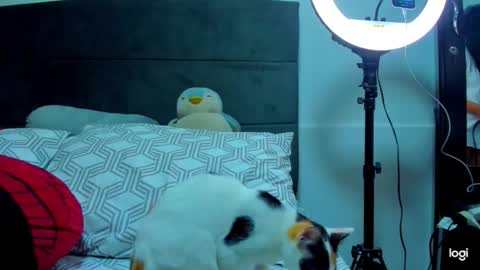 iam_your_fantasy online show from January 12, 2026, 1:11 am