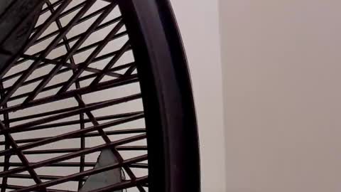 IAN CASTILLO online show from February 11, 2026, 11:15 am