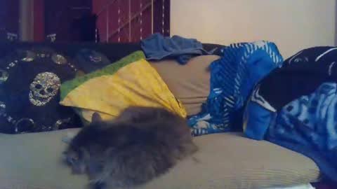 indigo_scorpio online show from January 30, 2025, 9:15 am