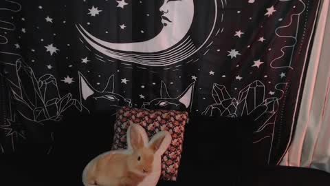 Snapshot of isabella__dark chatting on January 7, 2025, 10:41 pm    online show from January 7, 2025, 10:41 pm