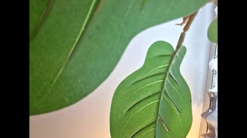 Snapshot of isabellacloverlove chatting on October 23, 2025, 11:14 pm Isabella online show from October 23, 2025, 11:14 pm