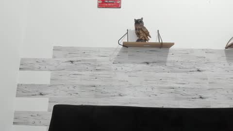 Jaycreedd online show from November 3, 2025, 11:48 pm