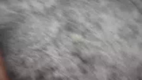 Snapshot of johnnyfitt chatting on December 21, 2024, 1:58 am Johnny online show from December 21, 2024, 1:58 am