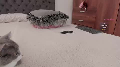 Will online show from November 20, 2025, 6:07 pm