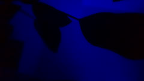 Karla Gonzaless online show from November 14, 2025, 3:05 am