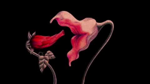 katsuro online show from November 14, 2025, 9:24 pm