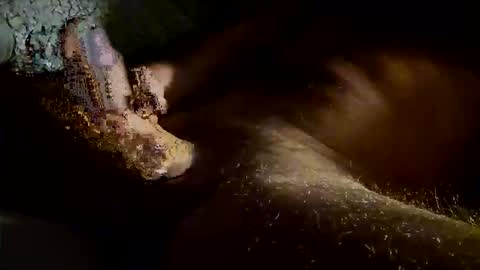 Kitkat loco online show from November 4, 2025, 7:40 am