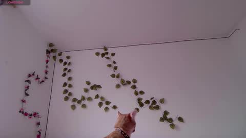 Kitty online show from March 3, 2026, 9:42 pm