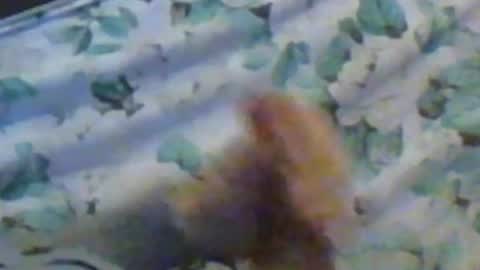 Snapshot of kren565656 chatting on December 10, 2024, 11:32 am kren565656 online show from December 10, 2024, 11:32 am