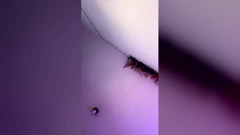 latin_bigcock21cm online show from March 4, 2026, 7:58 am